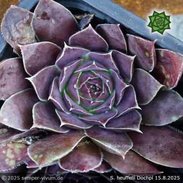 Preview: Sempervivum heuffelii 'Dochpi'