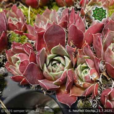 Sempervivum heuffelii 'Dochpi'