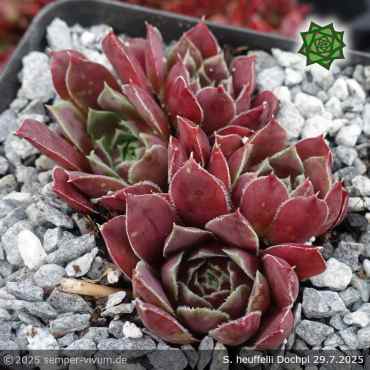 Sempervivum heuffelii 'Dochpi'