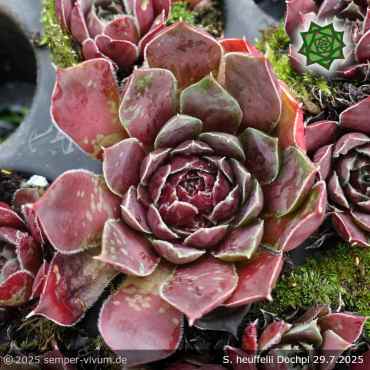 Sempervivum heuffelii 'Dochpi'