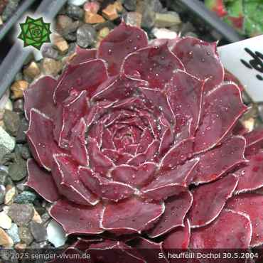 Sempervivum heuffelii 'Dochpi'