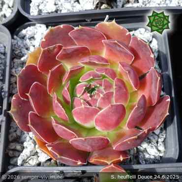 Sempervivum heuffelii 'Douce'