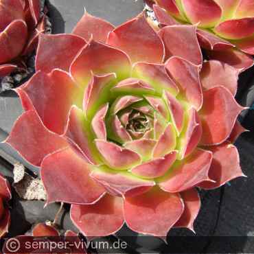 Preview: aufgenommen am 10.6.2019