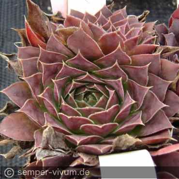 Preview: aufgenommen am 13.9.2011