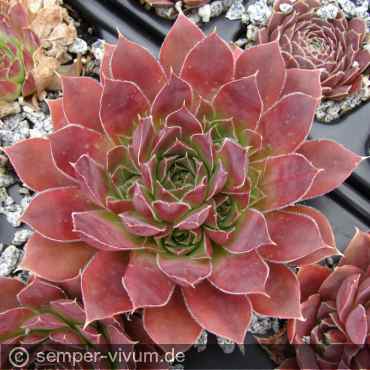 Preview: aufgenommen am 16.7.2012