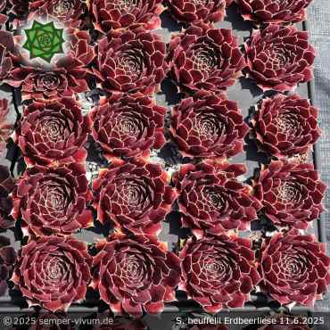 Preview: Sempervivum heuffelii 'Erdbeerliese'