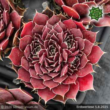 Preview: Sempervivum heuffelii 'Erdbeerliese'