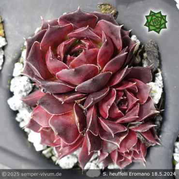 Sempervivum heuffelii 'Eromano'