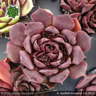 Sempervivum heuffelii 'Eromano'