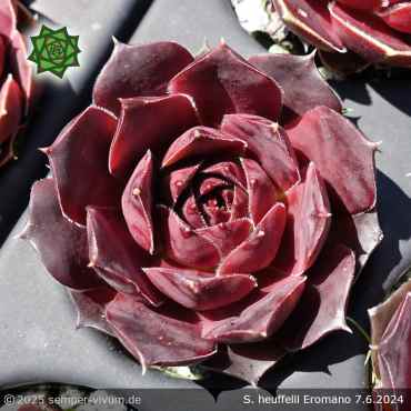 Preview: Sempervivum heuffelii 'Eromano'