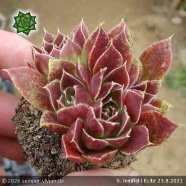 Preview: Sempervivum heuffelii 'Euita'