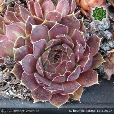 Preview: Sempervivum heuffelii 'Extase'
