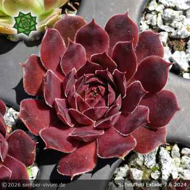 Preview: Sempervivum heuffelii 'Extase'