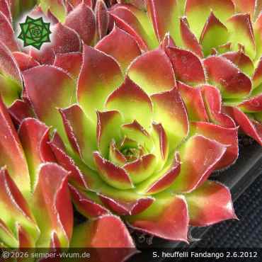 Preview: Sempervivum heuffelii 'Fandango'