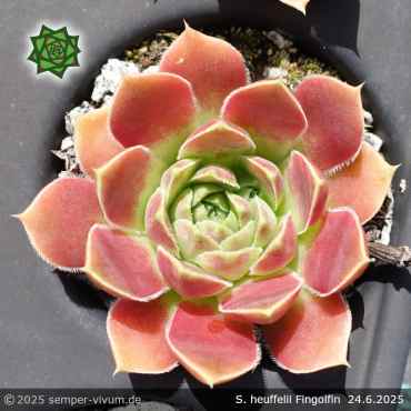 Sempervivum heuffelii 'Fingolfin'