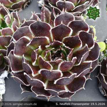 Sempervivum heuffelii 'Fransenpeter'