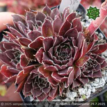 Sempervivum heuffelii 'Fransenpeter'