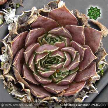 Preview: Sempervivum heuffelii 'Galakroon'