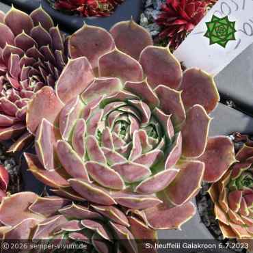 Sempervivum heuffelii 'Galakroon'