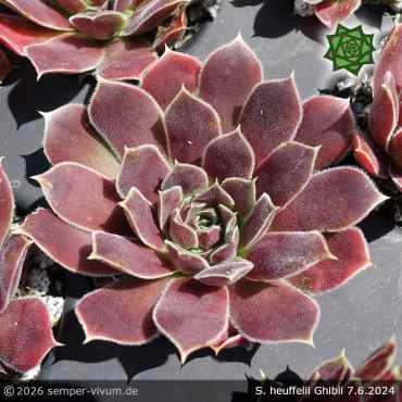 Sempervivum heuffelii 'Ghibli'