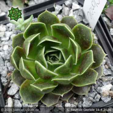 Preview: Sempervivum heuffelii 'Gloriole'