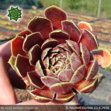 Sempervivum heuffelii 'Gloriole'