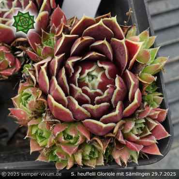 Sempervivum heuffelii 'Gloriole'