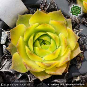 Sempervivum heuffelii 'Gold Flame'