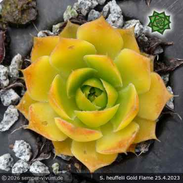 Preview: Sempervivum heuffelii 'Gold Flame'