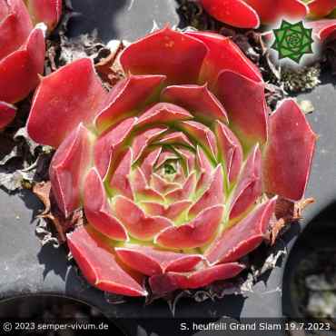 Preview: Sempervivum heuffelii 'Grand Slam'