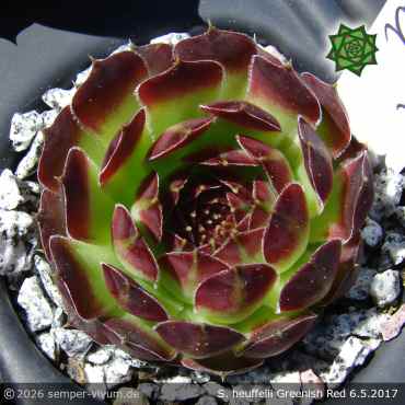 Sempervivum heuffelii 'Greenish Red'