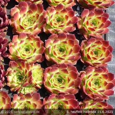 Preview: Sempervivum heuffelii 'Halleluja'