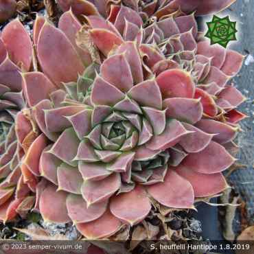 Sempervivum heuffelii 'Hantippe'