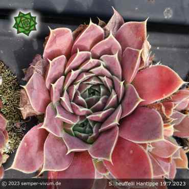 Sempervivum heuffelii 'Hantippe'
