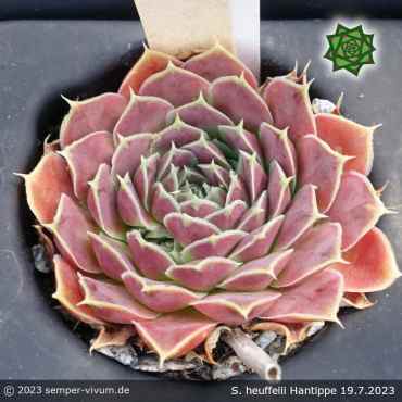 Sempervivum heuffelii 'Hantippe'