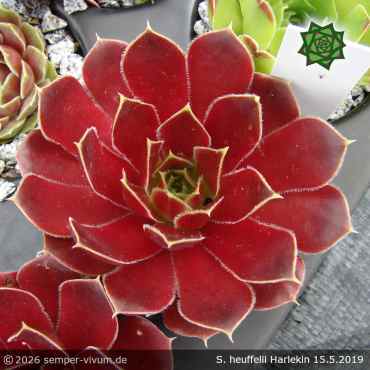 Sempervivum heuffelii 'Harlekin'