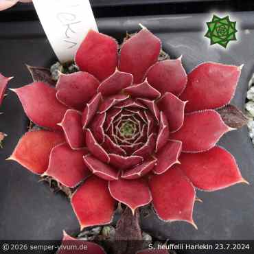 Preview: Sempervivum heuffelii 'Harlekin'