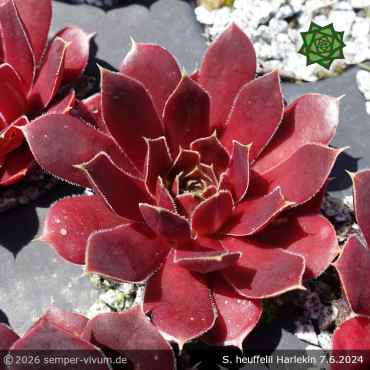 Preview: Sempervivum heuffelii 'Harlekin'