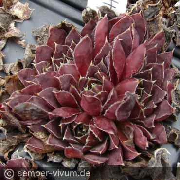 Preview: aufgenommen am 28.9.2020