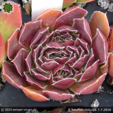 Preview: aufgenommen am 7.7.2016