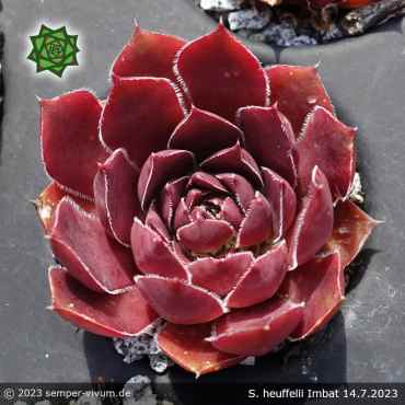 Sempervivum heuffelii 'Imbat'
