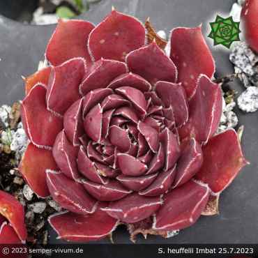 Sempervivum heuffelii 'Imbat'