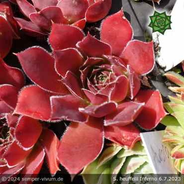 Sempervivum heuffelii 'Inferno'