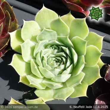 Sempervivum heuffelii 'Jade'