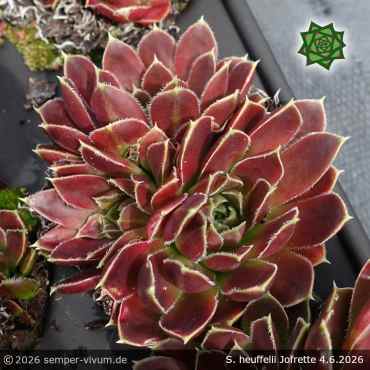 Sempervivum heuffelii 'Jofrette'