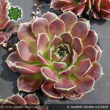 Preview: Sempervivum heuffelii 'Jofrette'