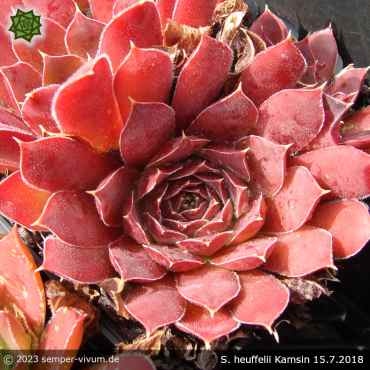 Preview: Sempervivum heuffelii 'Kamsin'