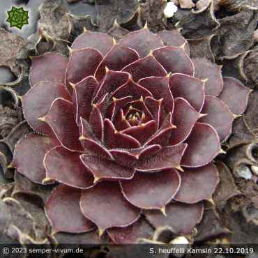 Preview: Sempervivum heuffelii 'Kamsin'