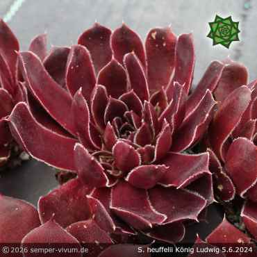 Preview: Sempervivum heuffelii 'König Ludwig'