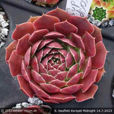 Sempervivum heuffelii 'Korspel Midnight'